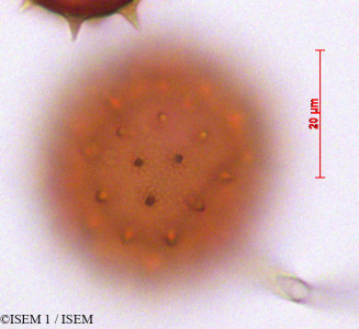 Dombeya ficulnea - lame n° 29262